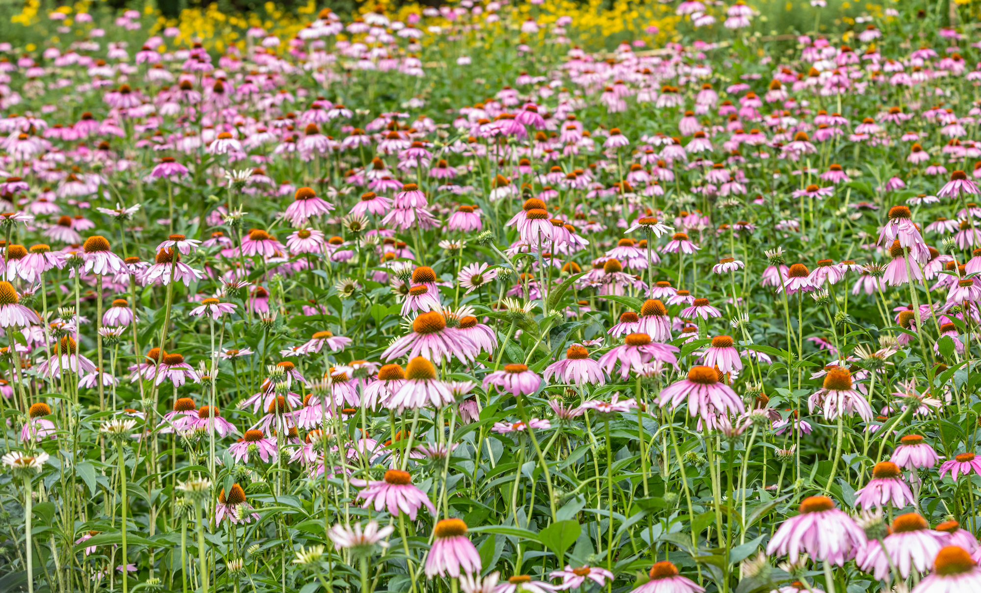 Gardens1