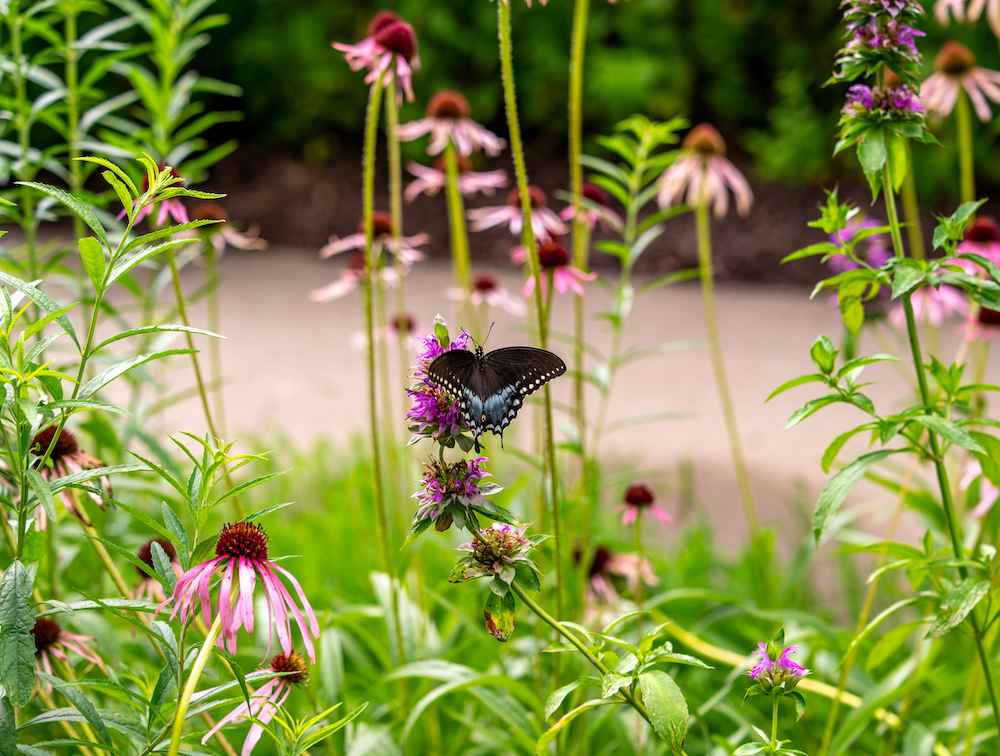 ButterflyWaystation