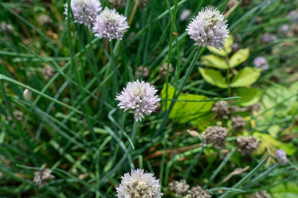 Herb-garden