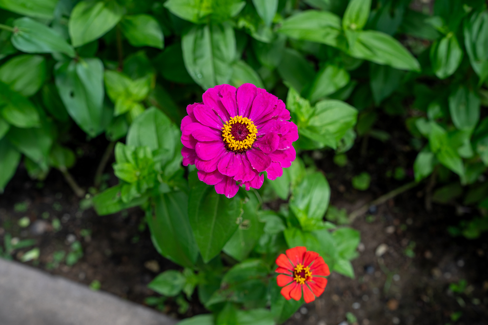 Zinnia
