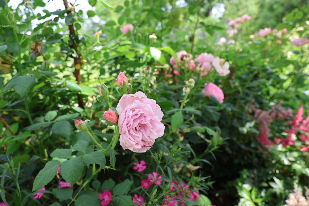 rose-garden