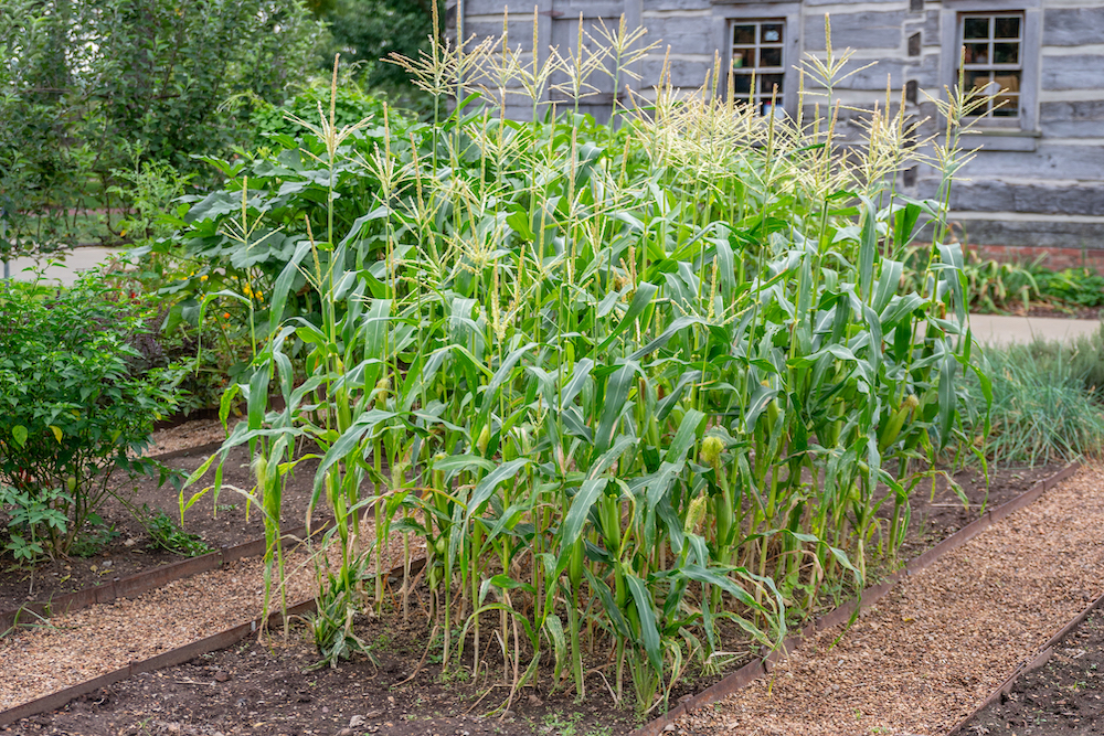 vegetable-garden